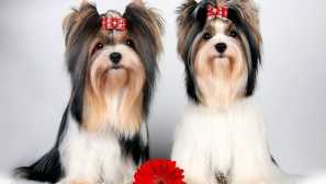 Йоркширски териер - грижата, която всеки трябва да знае